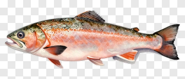 Realistic Salmon Fish PNG