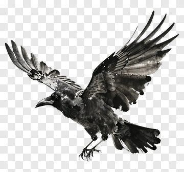 Black Raven In Flight PNG