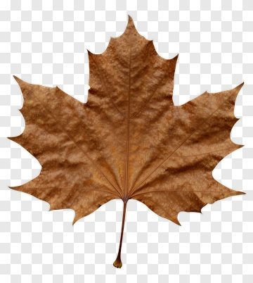 Brown Maple Leaf PNG