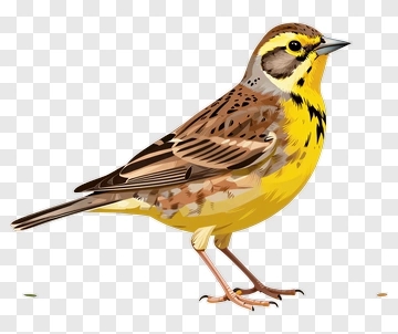 Yellow Bird With Brown And Black Patterns PNG