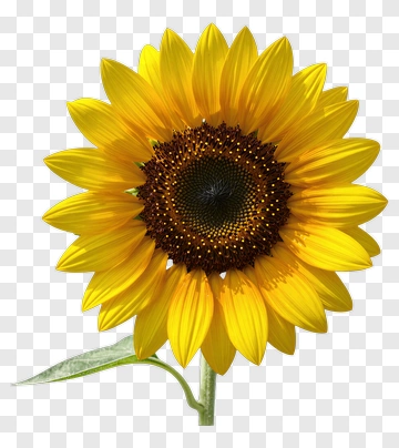 Sunflower PNG