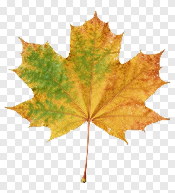 Colorful Maple Leaf PNG
