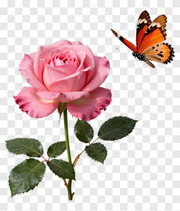 Pink Rose With Butterfly PNG