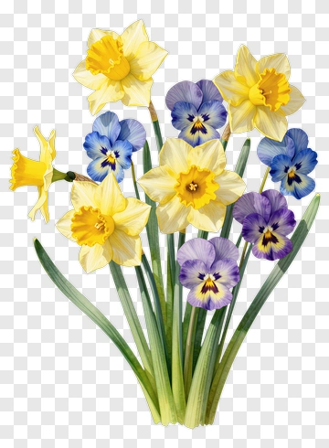 Colorful Flower Bouquet With Daffodils And Pansies PNG