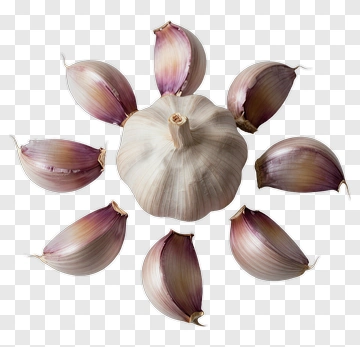 Garlic Bulb Surrounded By Cloves PNG