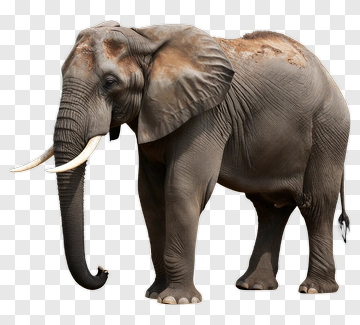 Elephant Standing In Profile PNG