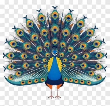 Colorful Peacock Displaying Its Feathers PNG