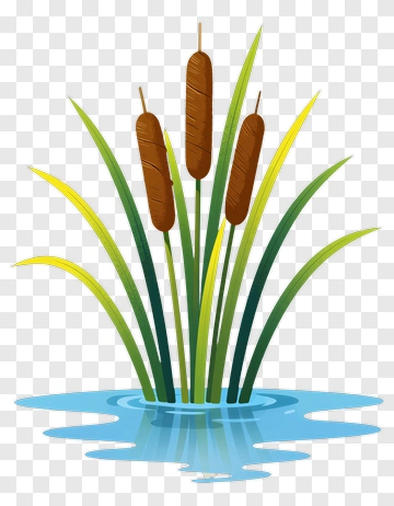 Cattails Growing In Water PNG