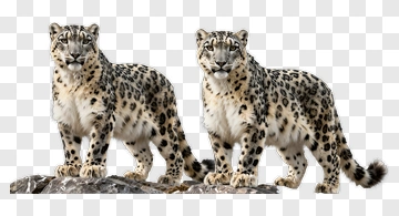 Snow Leopards Standing On Rocks PNG