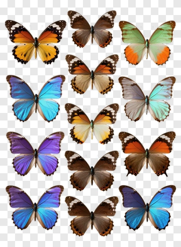 Collection Of Colorful Butterflies PNG