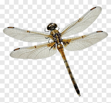Realistic Dragonfly With Detailed Wings PNG
