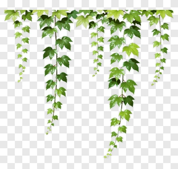 Hanging Green Ivy Vines PNG