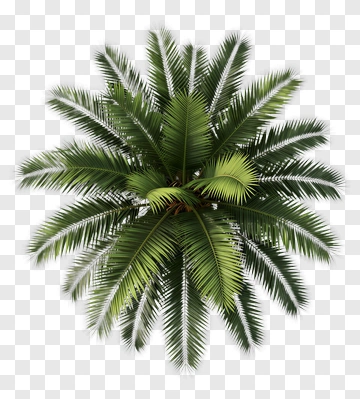 Green Palm Tree PNG