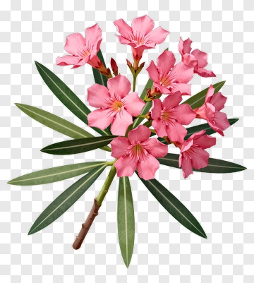 Pink Oleander Flower Bouquet PNG
