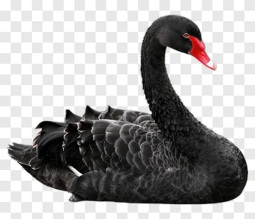 Black Swan With Red Beak PNG
