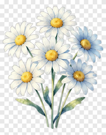 Watercolor Daisy Bouquet PNG