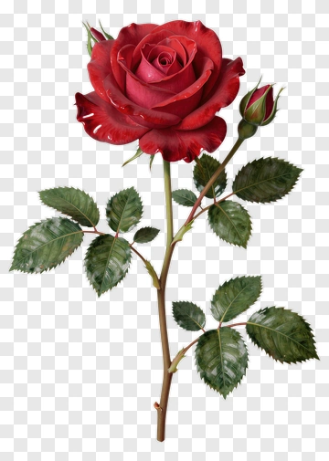 Red Rose With Green Leaves PNG