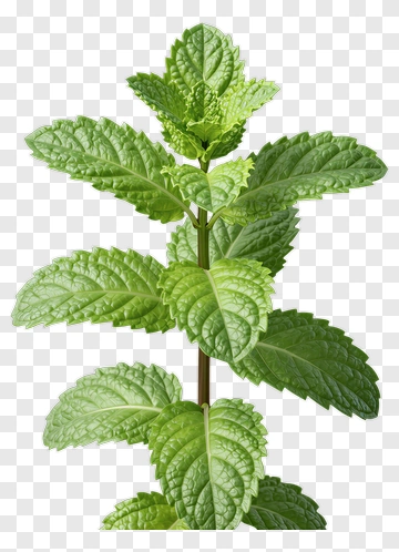 Mint Plant PNG