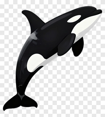 Cartoon Orca Whale Swimming PNG