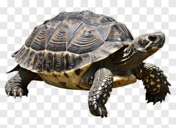 Tortoise With Detailed Shell PNG