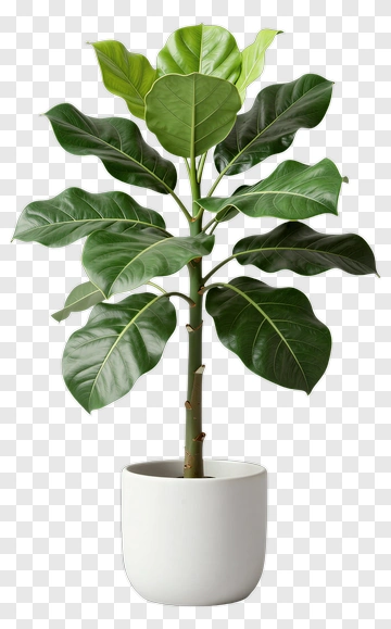 Fiddle Leaf Fig Plant In White Pot PNG