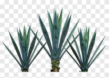 Agave Plant Trio PNG