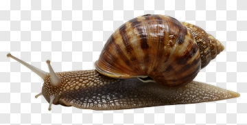 Brown Snail Crawling PNG