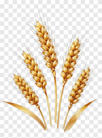 Wheat Ears With Golden Grains PNG