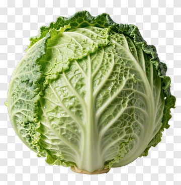 Fresh Green Cabbage PNG
