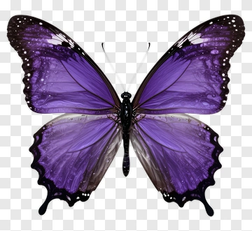 Purple Butterfly PNG