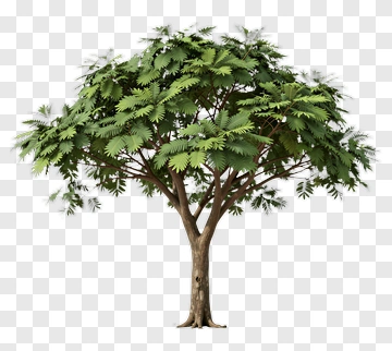 Realistic Tree With Green Leaves PNG