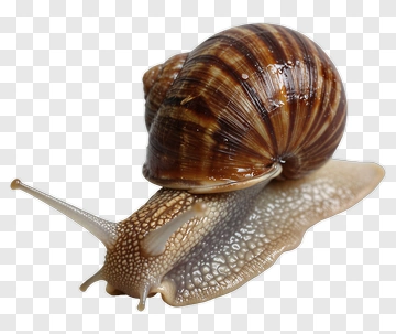 Brown Snail PNG