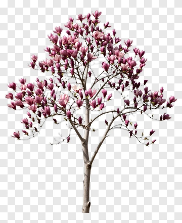 Colorful Magnolia Tree In Bloom PNG