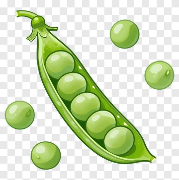 Green Pea Pod With Peas PNG