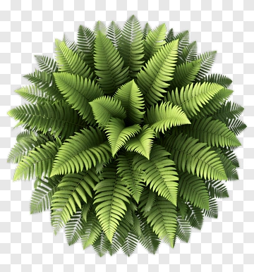 Green Fern Plant PNG