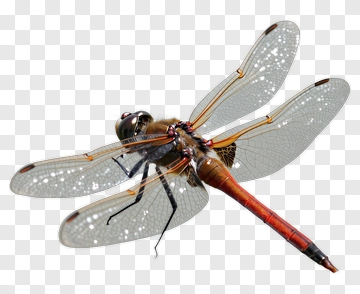 Realistic Dragonfly With Transparent Wings PNG