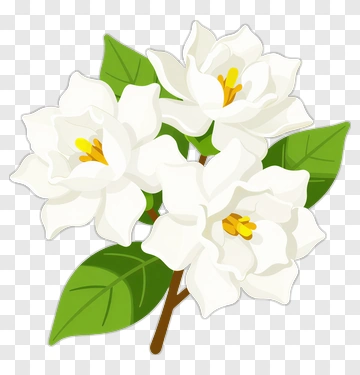 White Flower Bouquet PNG