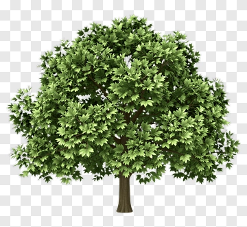 Green Tree PNG