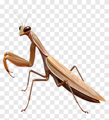 Realistic Praying Mantis PNG