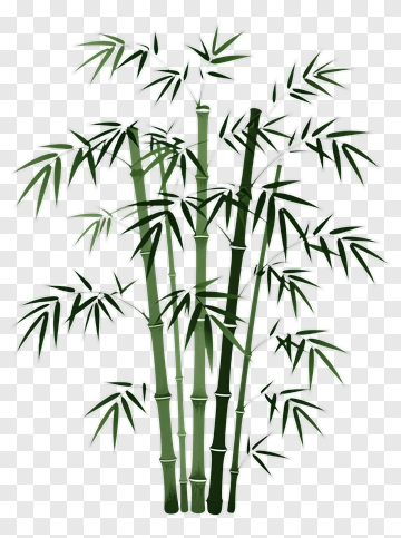Bamboo Plant PNG