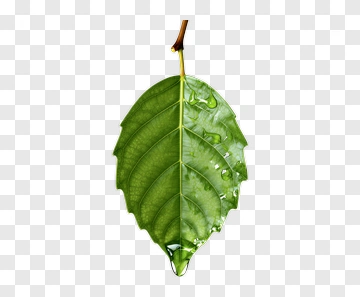 Green Leaf With Water Droplets PNG