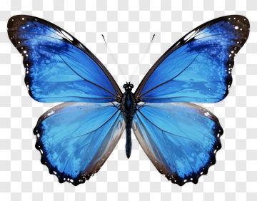 Blue Butterfly PNG