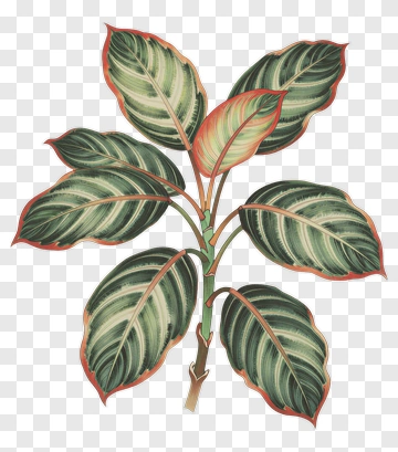 Colorful Plant With Variegated Leaves PNG