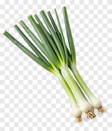 Fresh Green Onions PNG