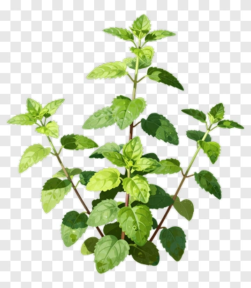 Colorful Mint Plant PNG