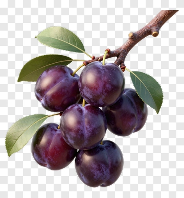 Fresh Plums On A Branch PNG
