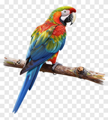 Colorful Macaw Parrot On A Branch PNG