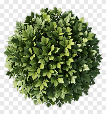 Green Bush PNG