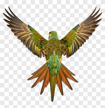 Colorful Quetzal Bird In Flight PNG