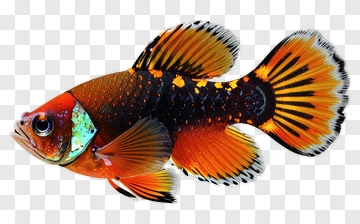 Colorful Fish With Vibrant Fins PNG